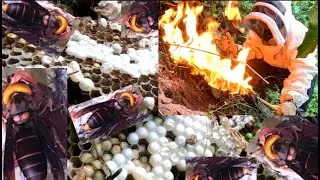 Giant Murder Hornet | Asian Giant Hornet Nest | Catching Giant Hornet | Arunachal Pradesh India