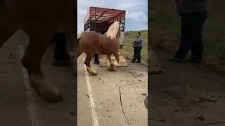 Лошади Румынии