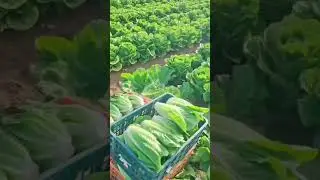 How to grow cabbage farming  #cabbage #egriculture #agriculture #farming #nature