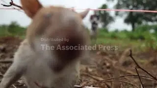 Meet the rats sniffing out landmines in Cambodia