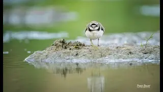 Baltsgedrag van de kleine plevieren Gruttoland
