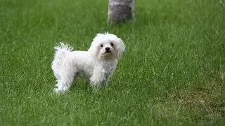 Maltese Dogs and Skin Allergies: Managing Irritations