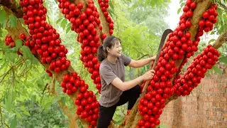 Harvesting California Red Plum & Selling at Country Market | The Secret Plum of the Red Forest