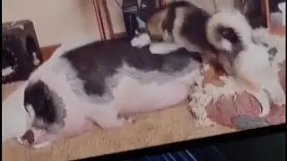 Dog: Stop fat, you will be eaten