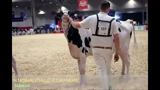 Knonaudale Edamame ( Sidekick) 4H Fall Heifer at the Royal Toronto 2025..Dam Smygwatys Lambda Erica