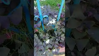 False shamrock, a species of Wood sorrels | Botanical name: Oxalis triangularis