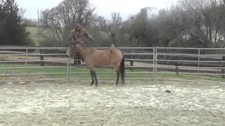 Teaching Horse to Pick You Up From the Fence