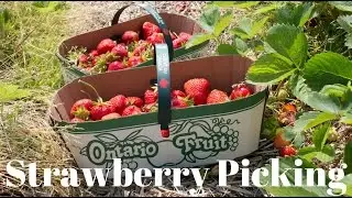 Strawberry Picking at Downey's Farm