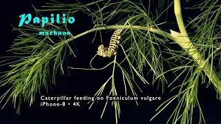 Papilio machaon • Schwalbenschwanz • Swallowtail • Caterpillar feeding • iPhone 8 • 4K, trilingual