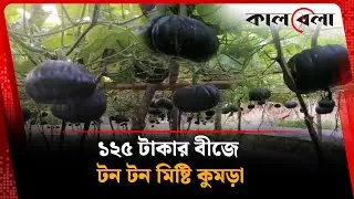 মাদ্রাসা শিক্ষার্থীর মিষ্টি কুমড়ার বাম্পার ফলন | Misti Kumra Chas | Kalbela