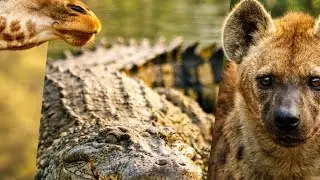 LIVE: Wildlife in Action 🦒🐊 Who Would You Survive Against?