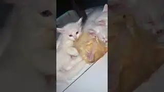 cat video #ytshorts #cat #viral #funny
