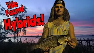 How To Catch Hybrid Bass In Florida!!