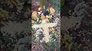OFERENDA A OBALUA&Ecirc; PARA SA&Uacute;DE.......