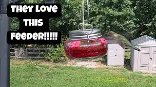 Обзор кормушки-тарелки для колибри Nature's Way Mason Jar!