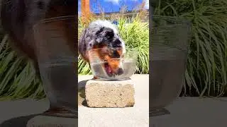 Bubble blowing dog! #aussiedoodle #dog #dogbreeds #dogsdoingthings