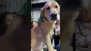 Dog Sits Up at Table to be Closer to His Humans || ViralHog