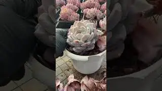 Low Stress Succulent Management 🌵 Smart Care for Busy Homeowners