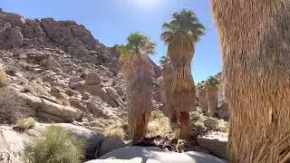 Lost Palm Oasis, Joshua Tree