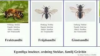 Egentliga insekter, ordning Steklar, familj Gr&auml;vbin andrena barbara insect illini fragilis mitis
