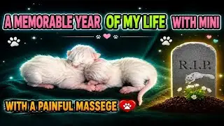 Незабываемый год с моей мини-кошкой 🕊️ | 365 дней объятий с моей кошкой 🐱 | с болезненным массаже...