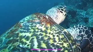 348 Handy caped sea turtle