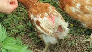 Feather loss: Agnes the ex battery hen. P&eacute;rdida de plumas de gallina. Ex poule de batterie