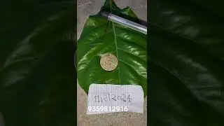 #ram #coin #darbar #hanuman #paisa #rice #rajya #puller #9359812916