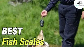 Best Fish Scales In 2020 &ndash;Top Digital & Regular Models Compared