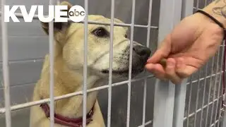 Hays County residents seek transparency after PAWS Shelter&rsquo;s financial crisis