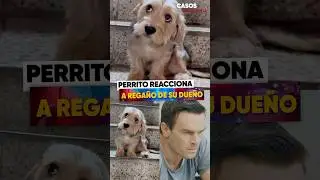 Perrito reacciona a rega&ntilde;o de su due&ntilde;o.