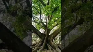 853 Years Old White Silk Cotton Tree | Insight Nature