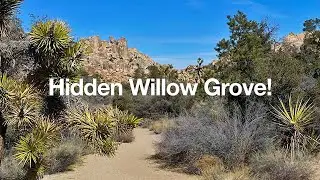 Hike Willow Hole (Joshua Tree)