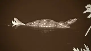 Crocodiles Mating in the River