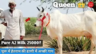 Price from ₹25000 👍 Rani Tharparkar Sahiwal Rathi cow in Hetram's Dhani from Churu 👌10 to 16 lite...