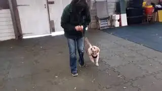 Puppy lead training skills, 3 loose lead exercises #puppytraining #dogtraining #looseleashwalking