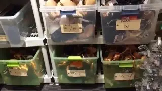 DWTS! SNEAK PEEK! BEHIND SCENES INSIDE THE AMAZING WARDROBE DEPARTMENT!