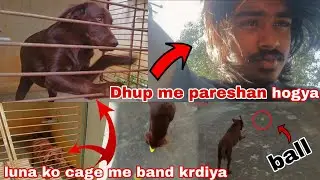 Luna ko kardiya cage me band or me hogya dhup me pareshan 🤦🙄baal faad di luna ne