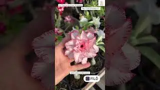 Latest Imported Adenium Variety Online Sale 🔥 #adenium #plants #flowers #garden