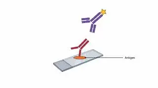 Indirect Immunofluorescence Test animation