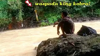 Detik Detik Menegangkan King Kobra Muncul Saat Asik Mancing
