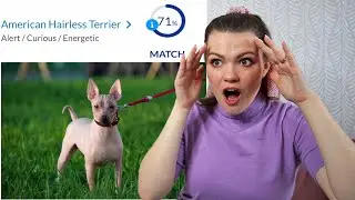 Какую собаку мне завести? Прохожу тесты на собак!