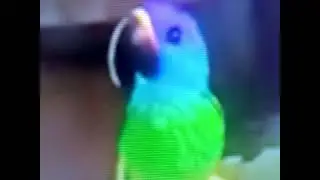 Disney Pixar Up (2009) voice Jim Jackman as Parrot 