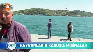 atv'de Hafta Sonu Programı Hayvanların kabusu  Misinalar İzle