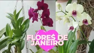LINDAS FLORES DO MÊS DE JANEIRO🌷🌸💘