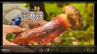 采蘑菇2025 24. 采到方向盘那么大的牛肝菌！并且吃它！