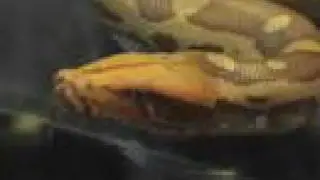 Snakebytes.TV - Teaser