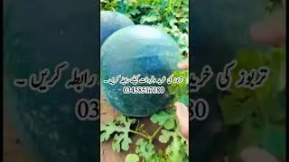Water melon for sale #tarbooz #terbooz #tarboz #watermelon #تربوز #terboz