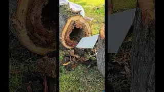 Bee removal from the tree, quick clip from the full video.