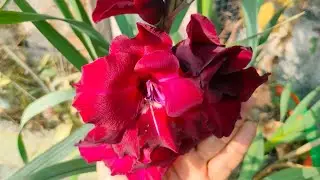 Gladiolus 